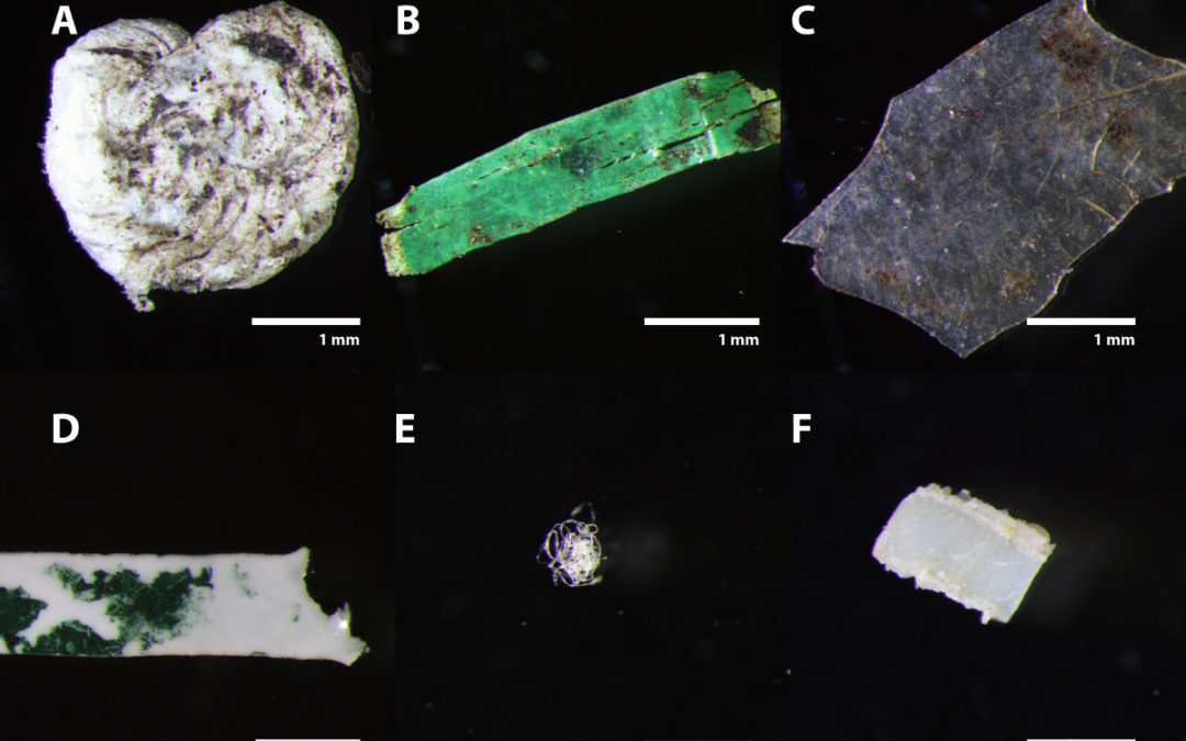 Plastics In Organic Waste: Burden For Soil And Waters